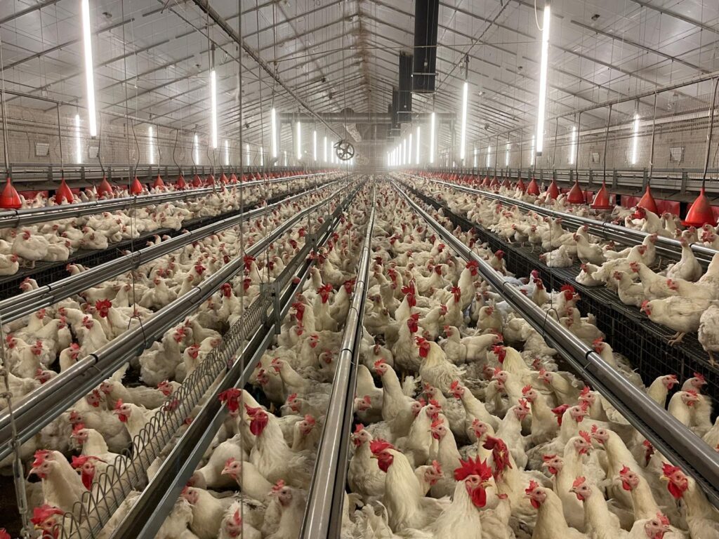 Own parentstock farms